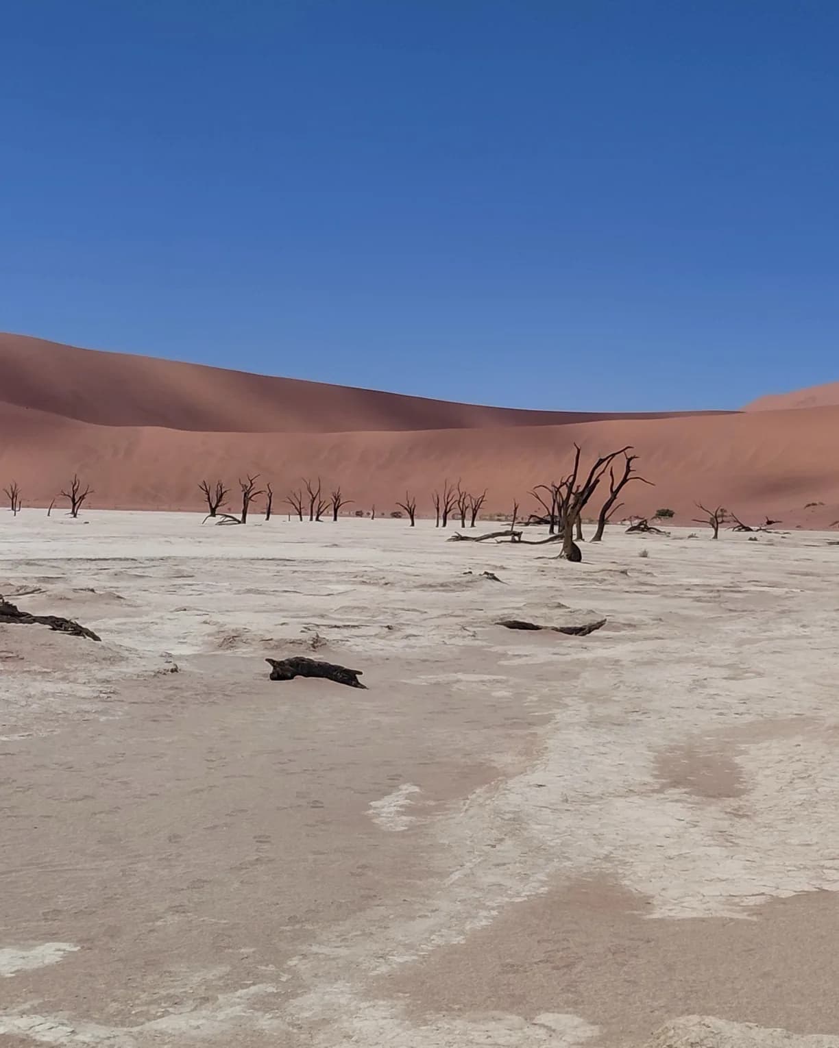Dead acacia trees and red dunes under a deep blue sky