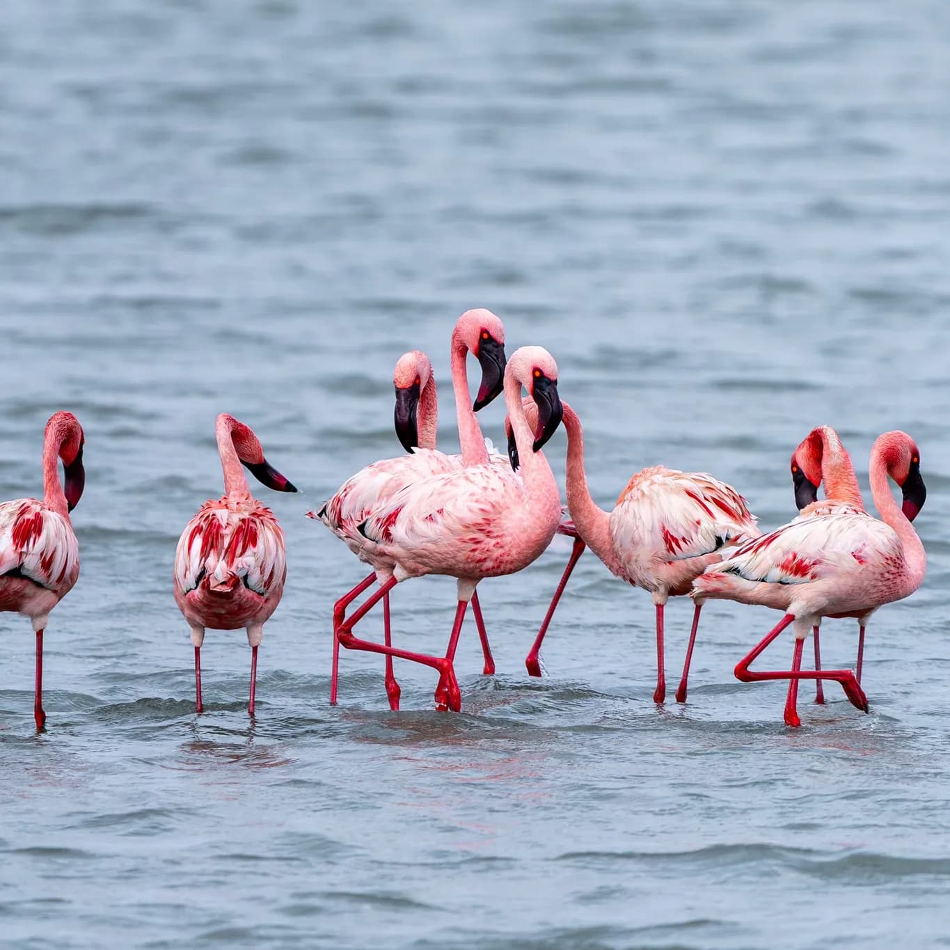 Flamingos wading through the shallow blue water of Walvis Bay lagoon