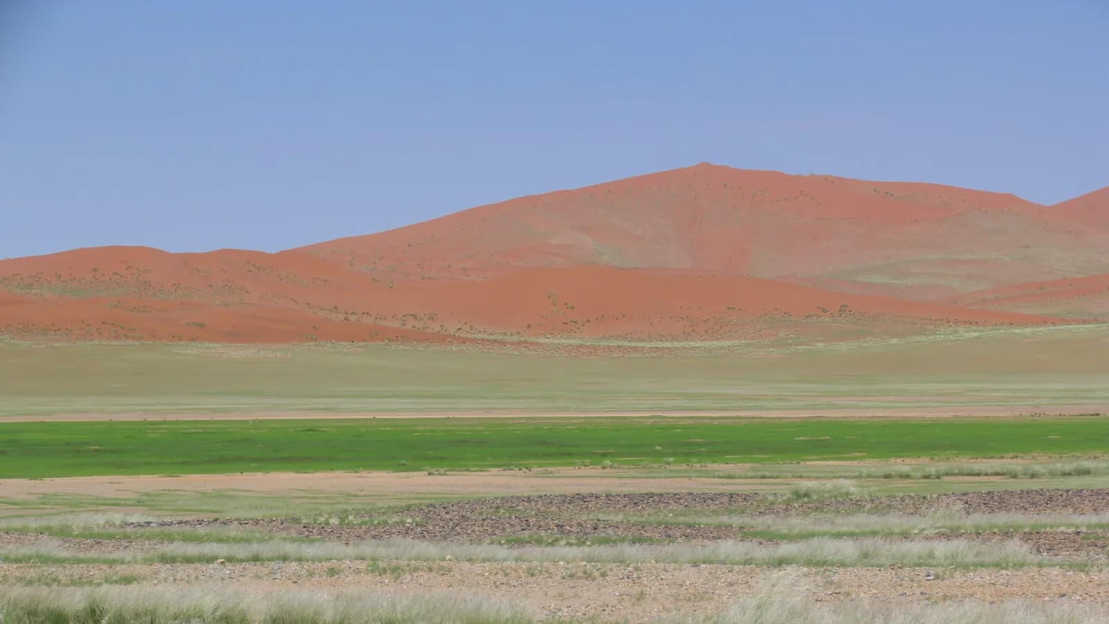 Red dunes rising above a green and gravel plain under a clear sky