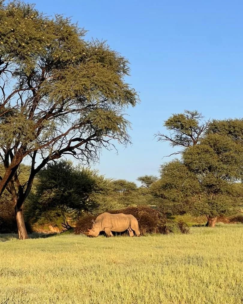 A rhinoceros grazing in golden grass with acacia trees behind it