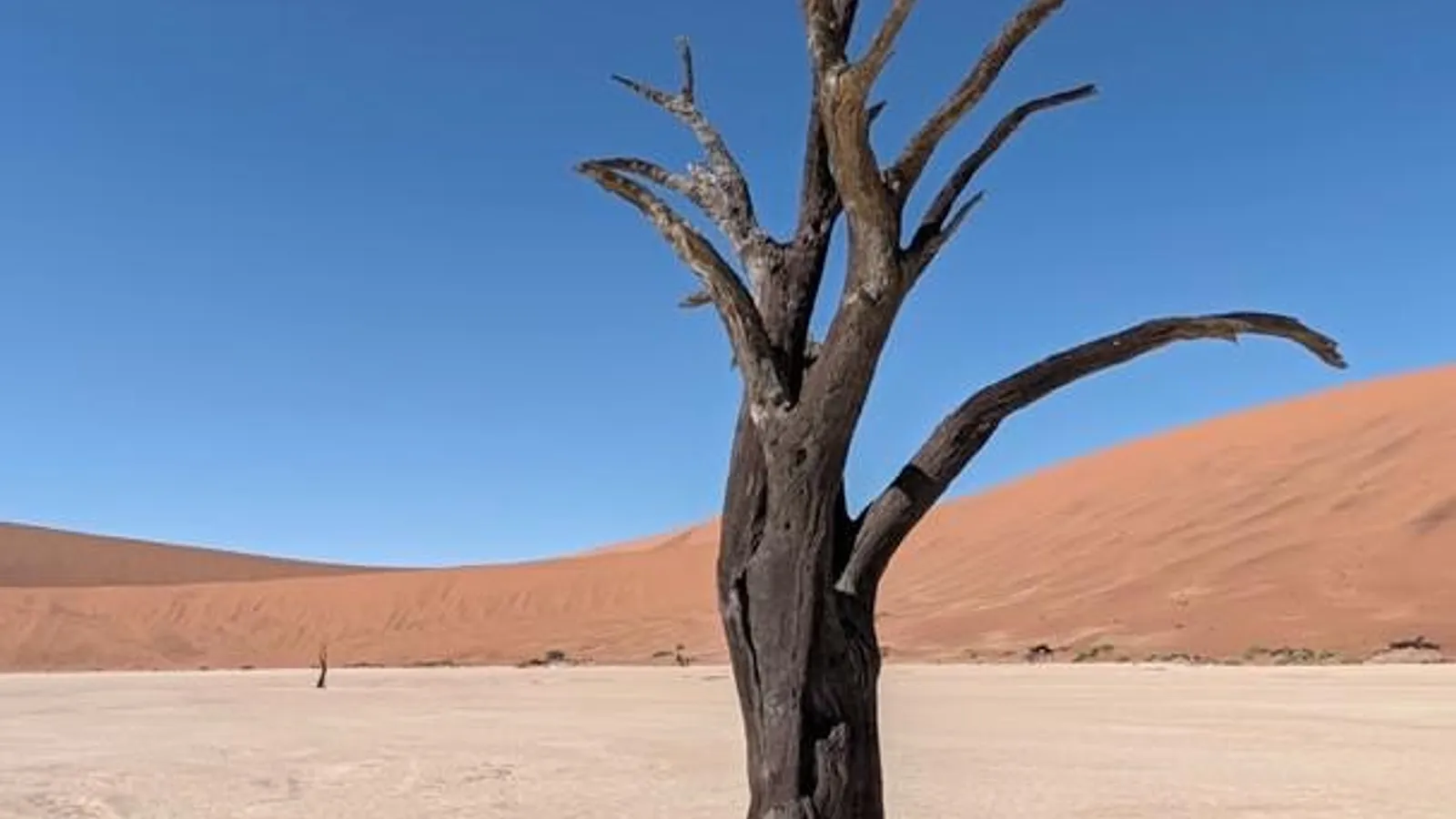 A lone dead camel thorn tree on the white clay pan, a red dune rising behind