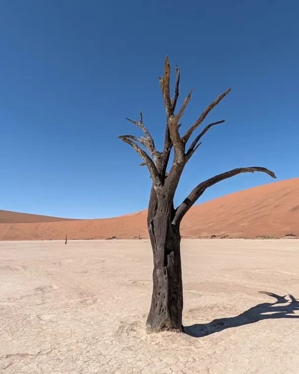 A lone dead camel thorn tree on the white clay pan, a red dune rising behind