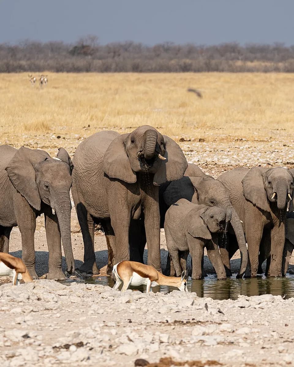 Elephants drinking at a muddy waterhole in Etosha National Park