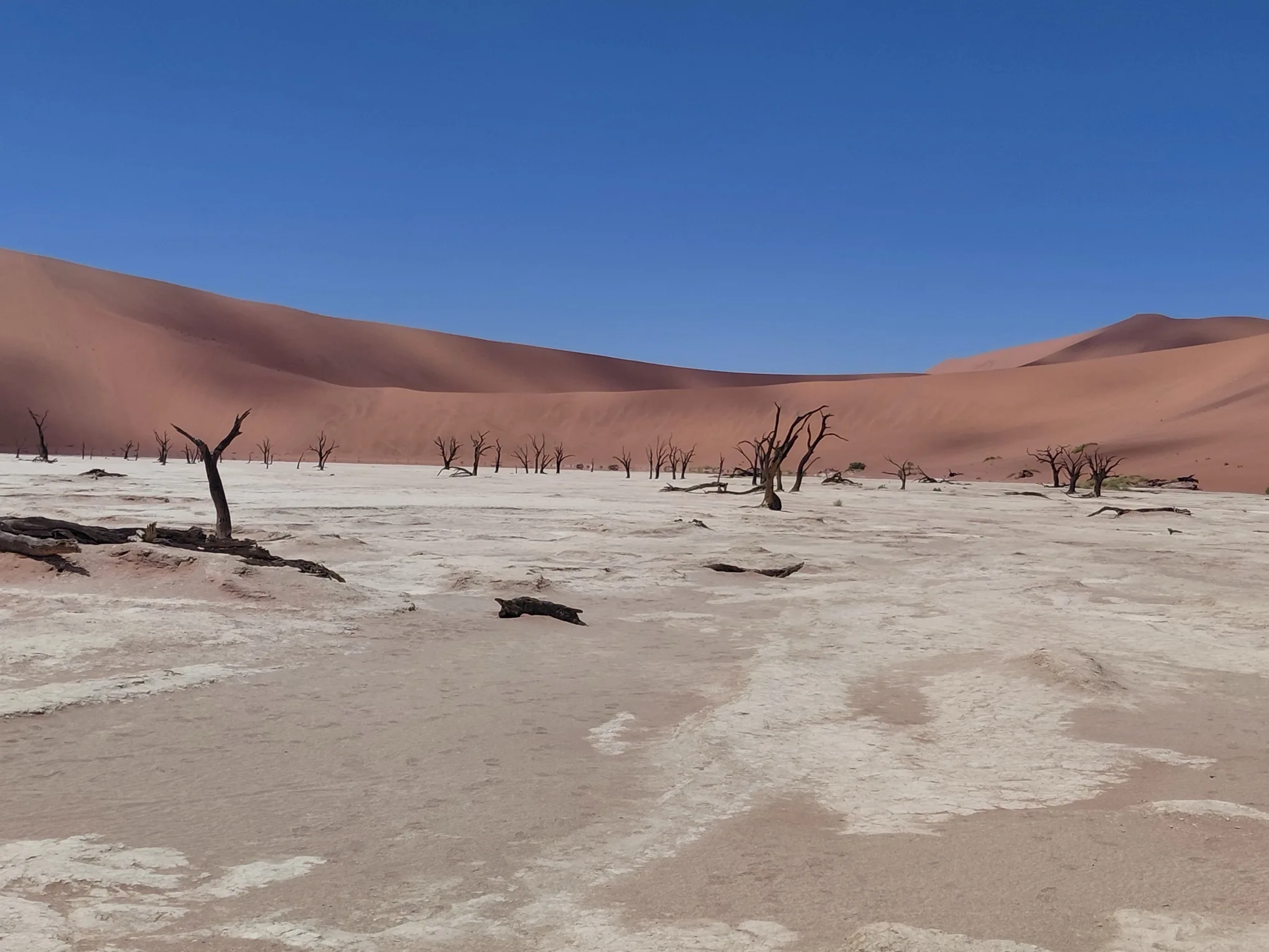 Dead acacia trees standing on the white clay of Deadvlei, surrounded by towering red dunes under a deep blue sky